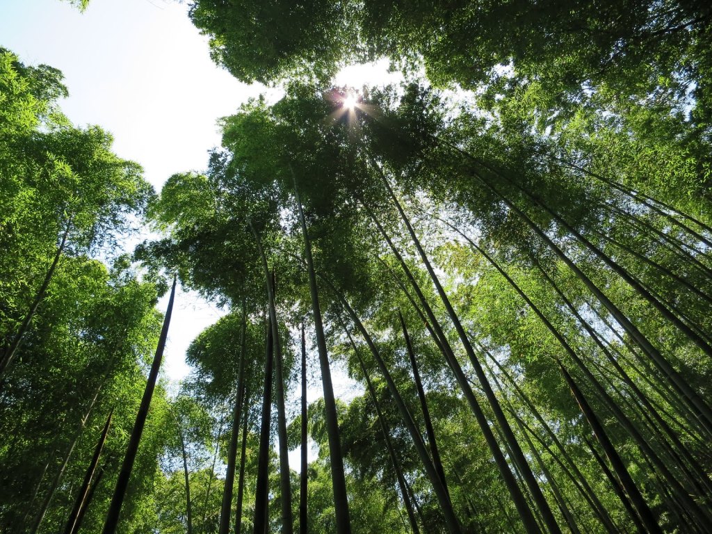 Human crowd around bamboos: Arashiyama Bamboo Groves & Tenryuji,&nbsp;Kyoto