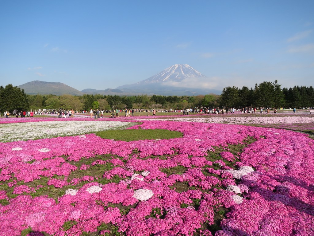 Fuji-Q Highland and Fuji Shibazakura&nbsp;Festival