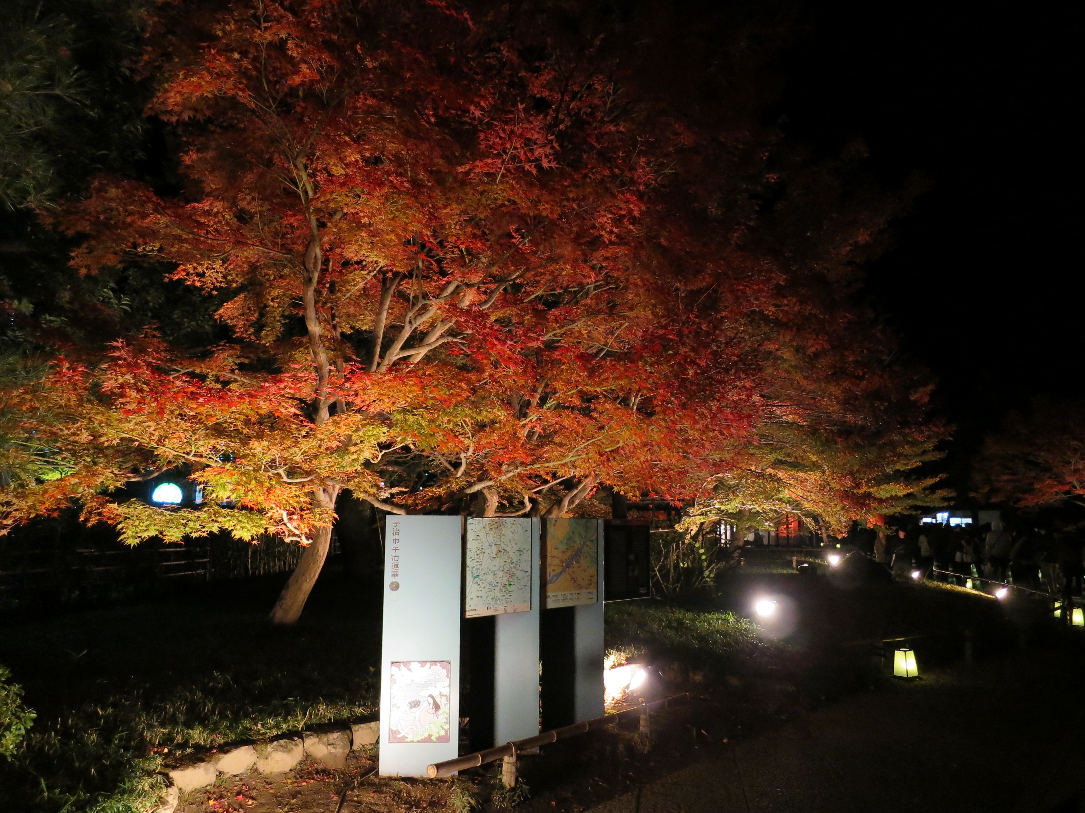 CIG_IMG118 (3)