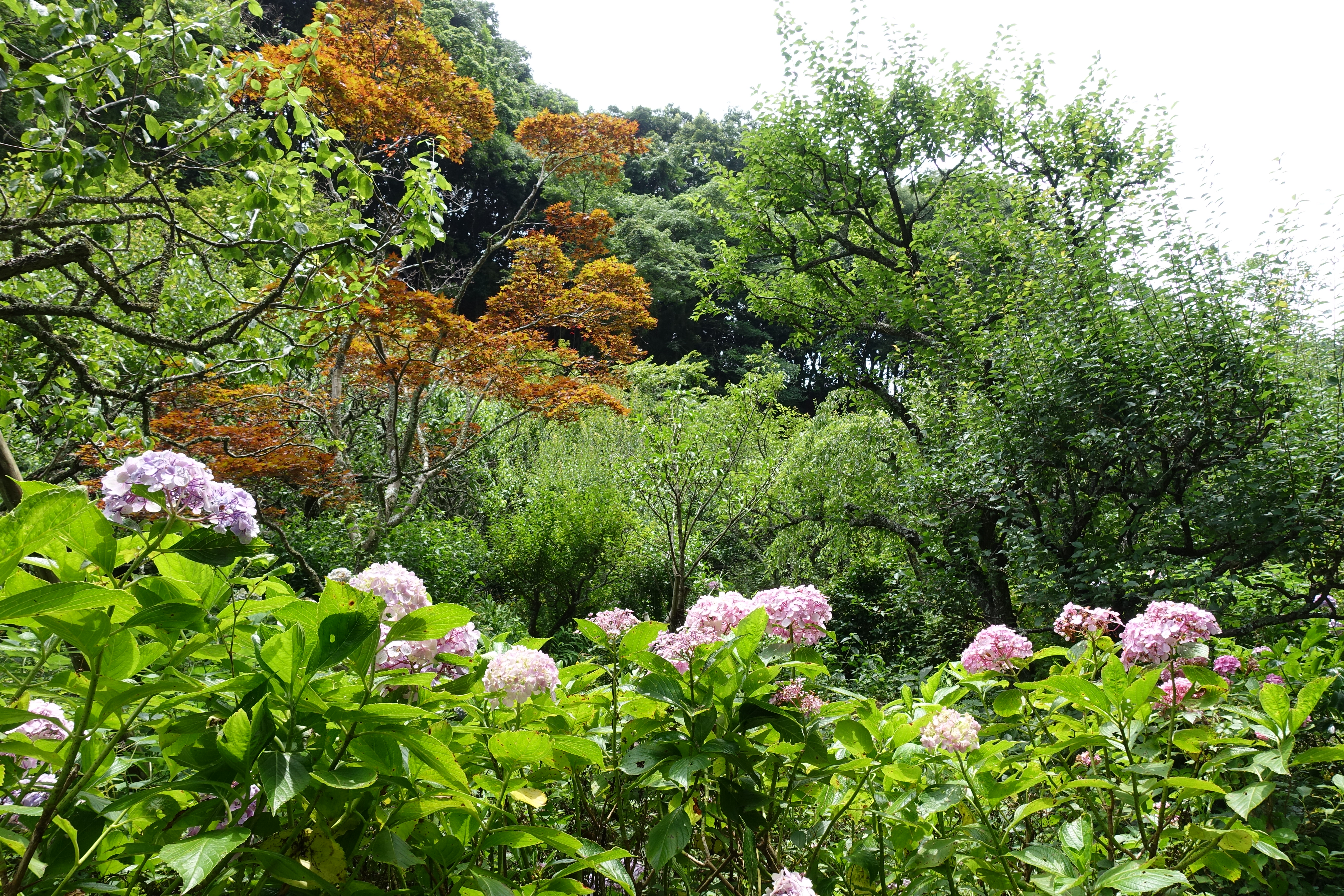 DSC00980
