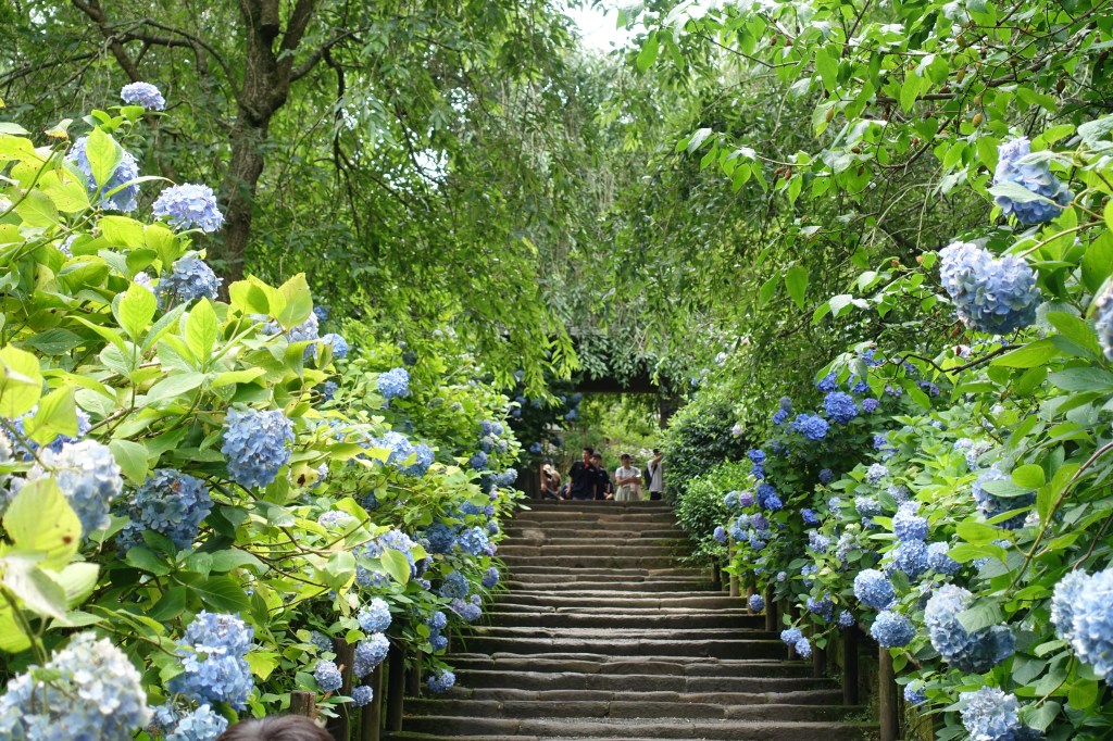 Meigetsu-in, the Ajisai-dera during the Hydrangea&nbsp;Season
