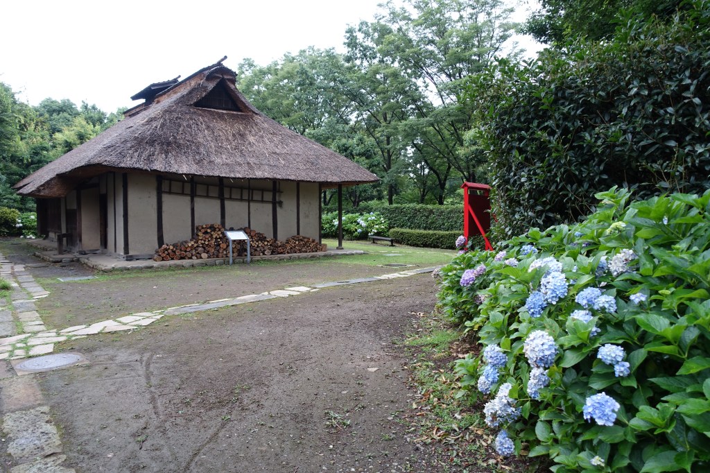 Last bit of Hydrangea at Fuchu-shi Kyodo no Mori&nbsp;Museum