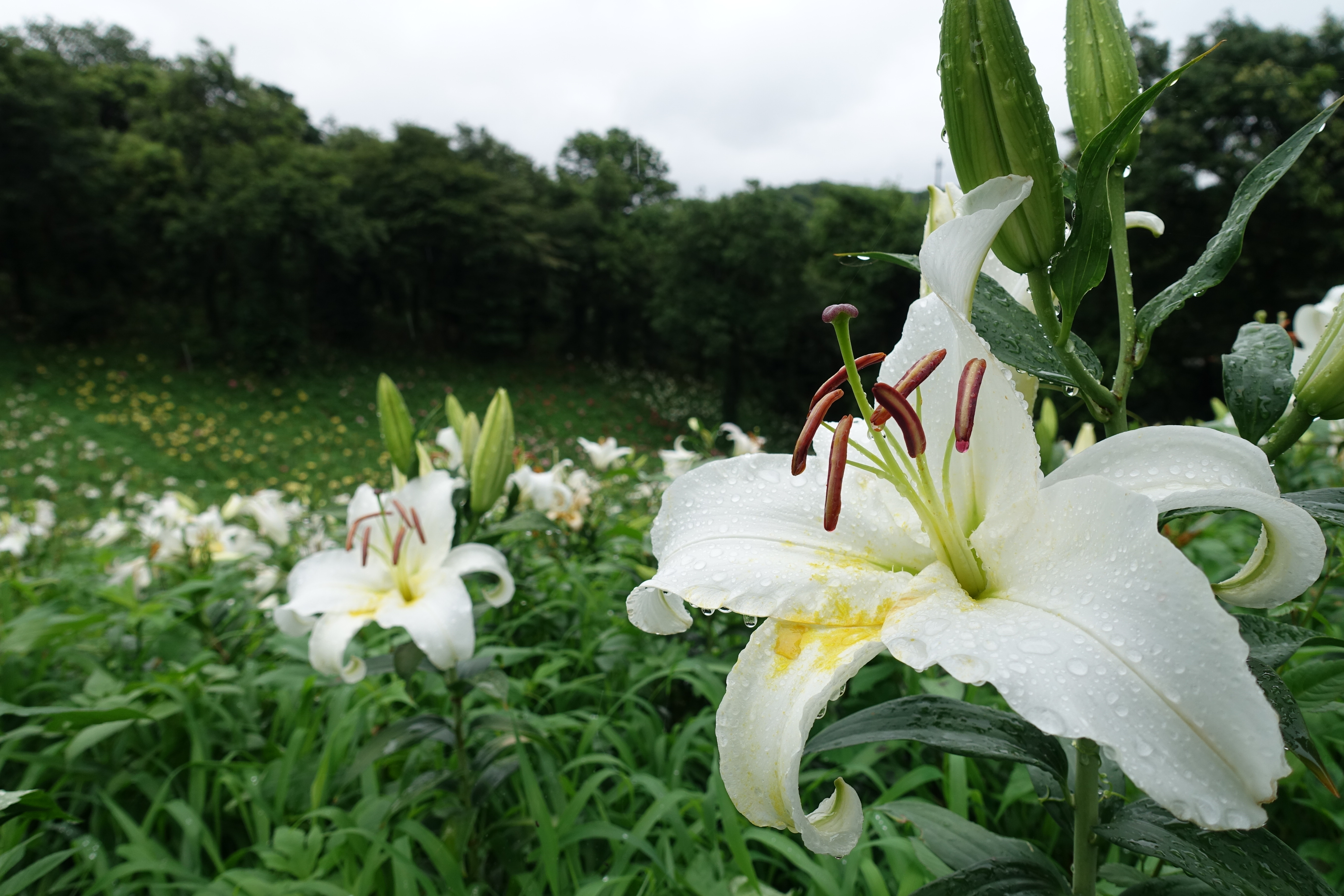 Lily Garden of Tokorozawa, Saitama Prefecture – Japan's Wonders