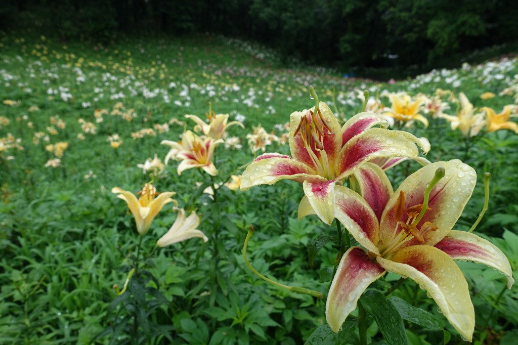 Lily Garden of Tokorozawa, Saitama&nbsp;Prefecture