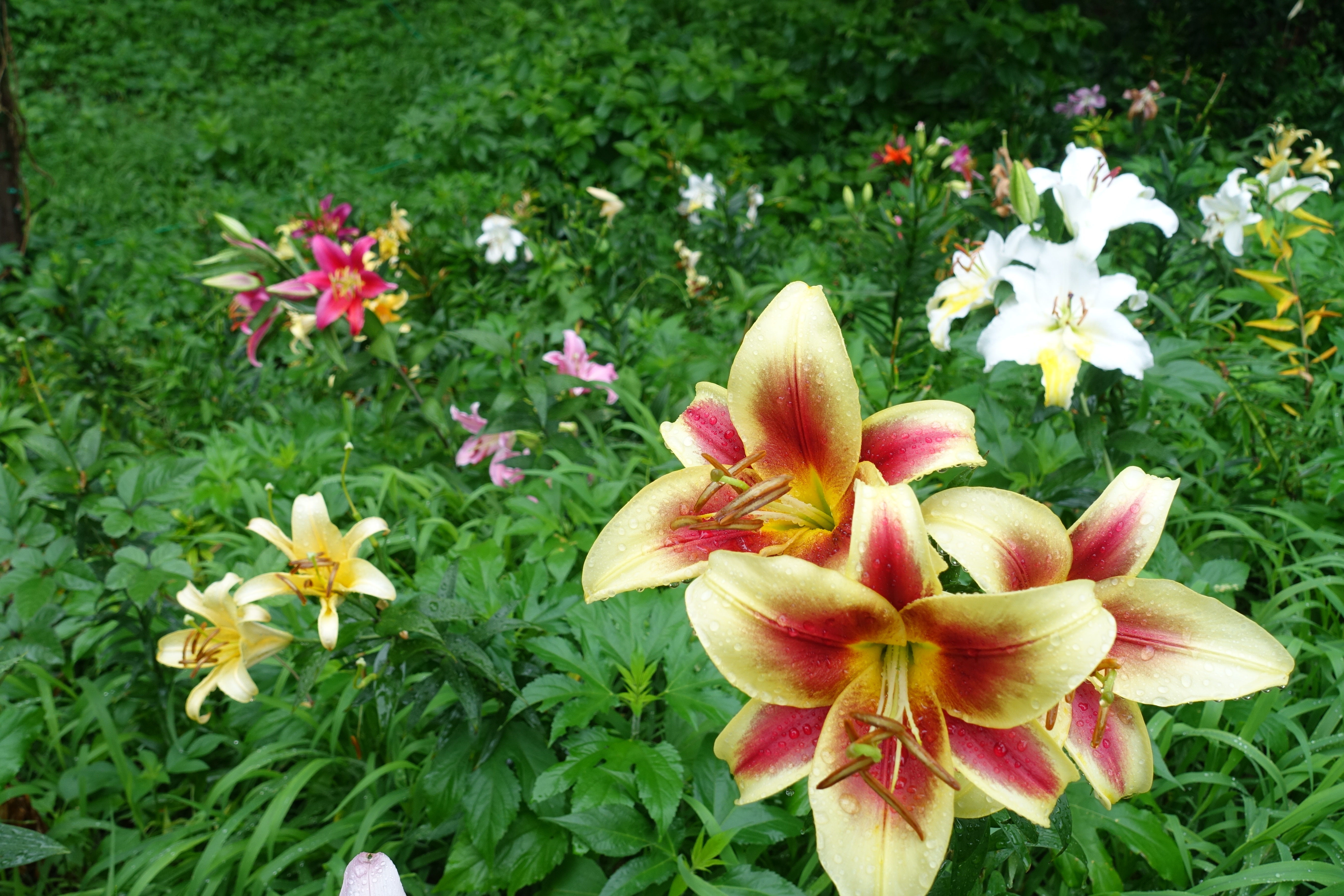 Lily Garden of Tokorozawa, Saitama Prefecture – Japan's Wonders
