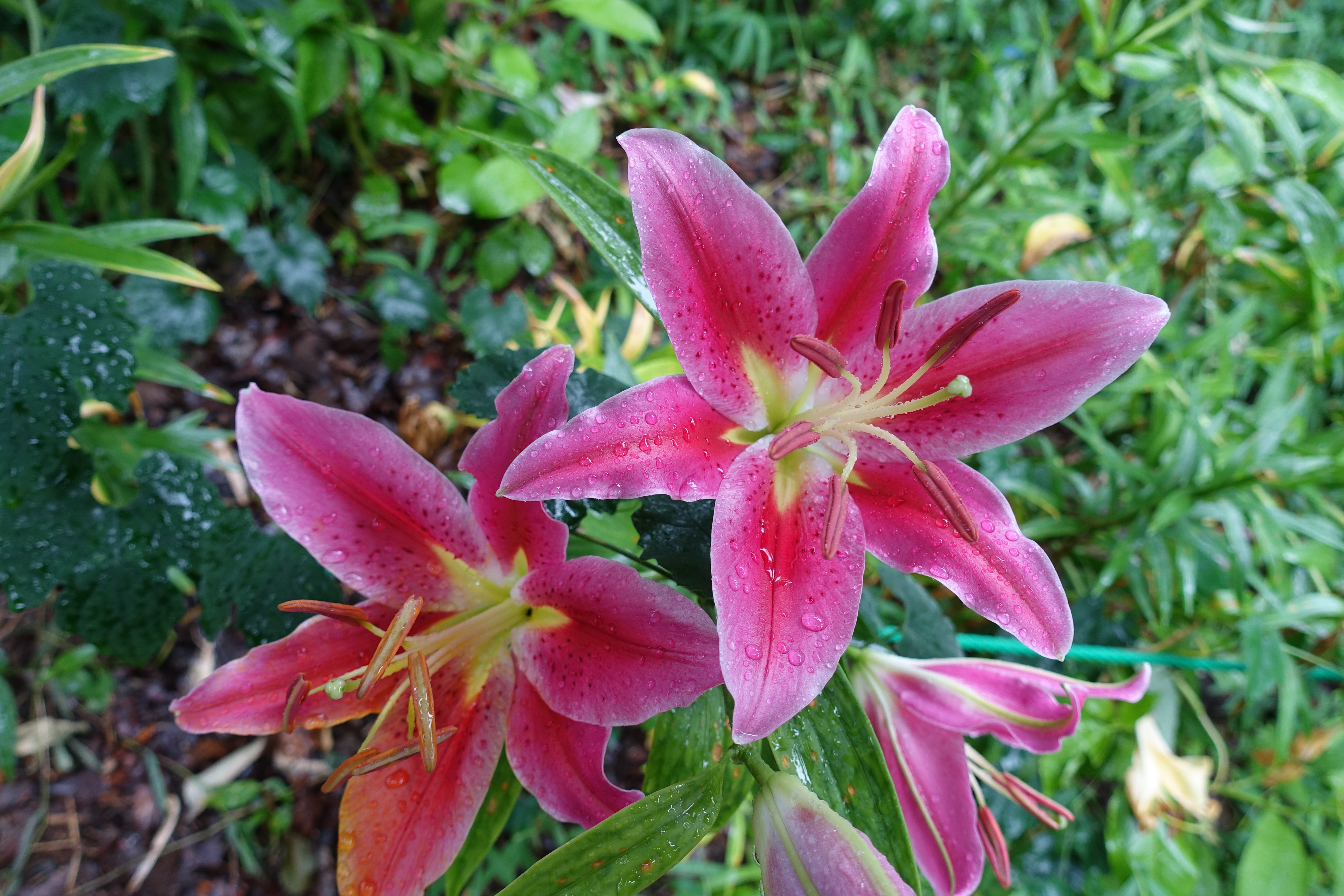 Lily Garden of Tokorozawa, Saitama Prefecture – Japan's Wonders