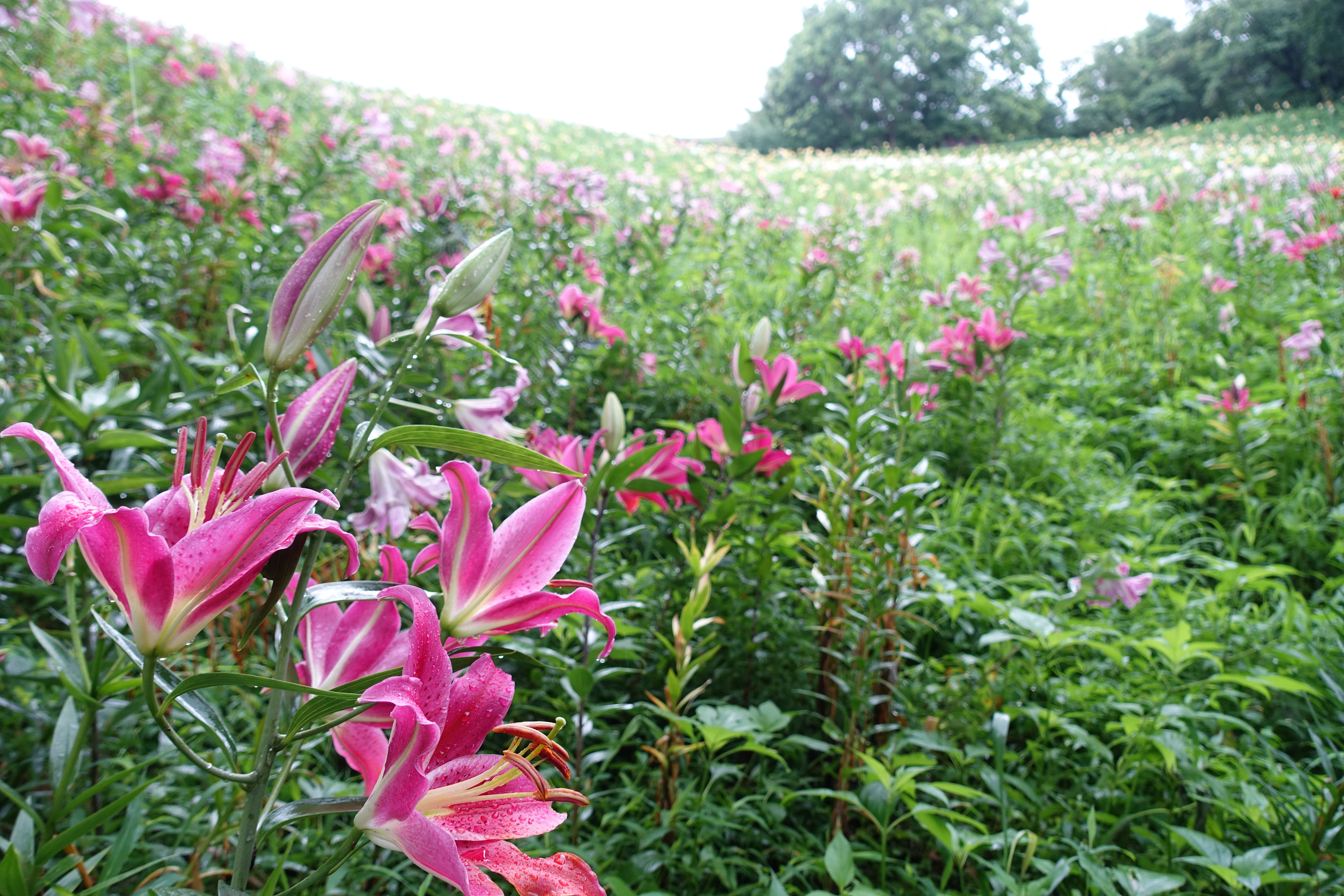 Lily Garden of Tokorozawa, Saitama Prefecture – Japan's Wonders