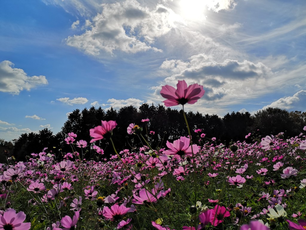 Cosmos Wonder in Awaji&nbsp;Hanasajiki
