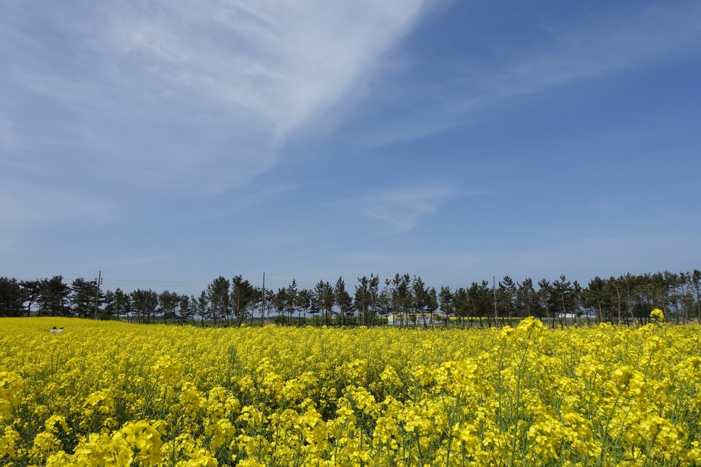 Largest Nanohana (Rapeseed) Field in&nbsp;Japan